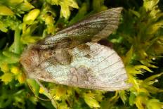Grapholita eclipsana - Messingeule (Tuttis Eule)